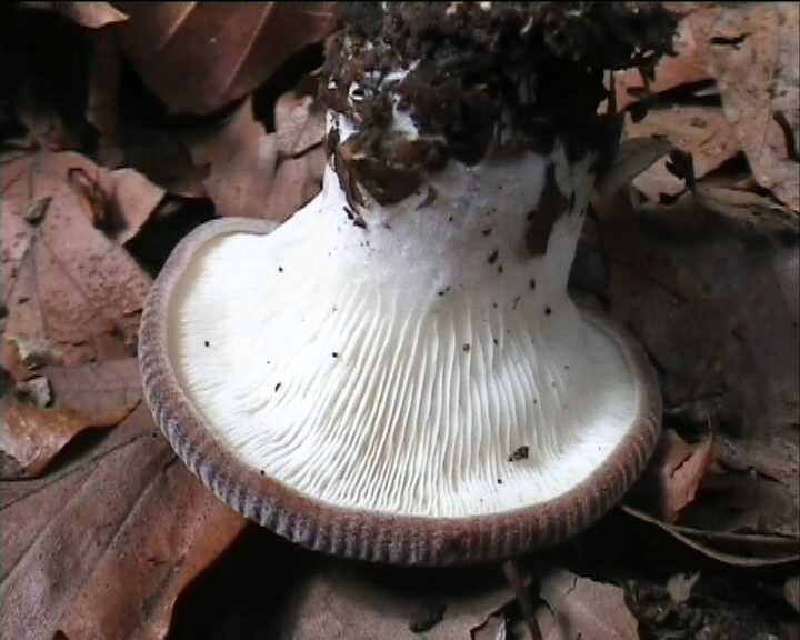 Winkel ( FRA ) 28.08.2004   2 Serie